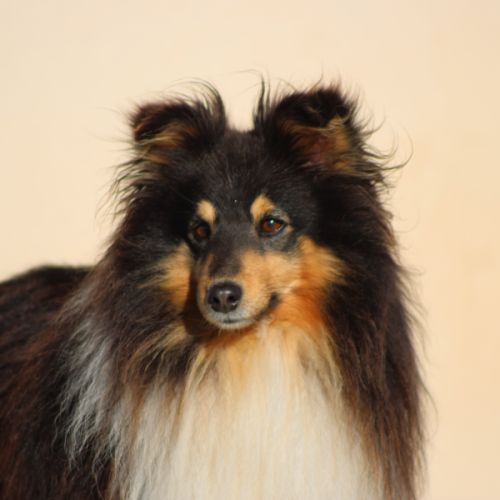 Chiots berger des shetlands #2