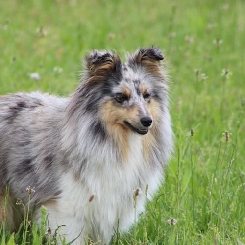 Chiots berger des shetlands #3