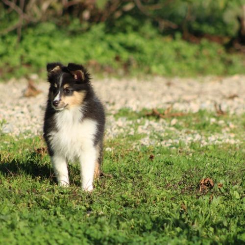 Chiots berger des shetlands #5
