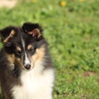 Chiots berger des shetlands