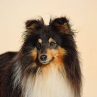 Chiots berger des shetlands #2