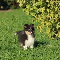 Chiots berger des shetlands #4