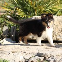 Chiots berger des shetlands #6