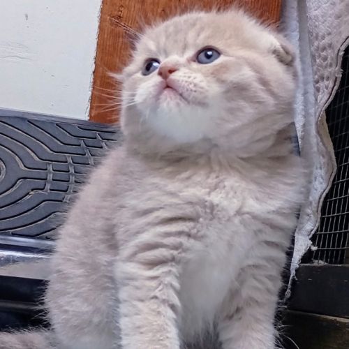 Scottish straight et fold