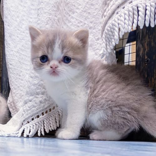 Scottish straight et fold #4