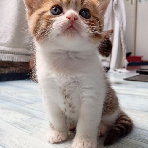 Scottish straight et fold #5