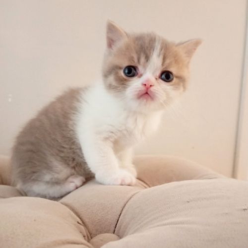 Scottish straight et fold #6