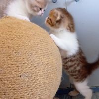 Scottish straight et fold #1