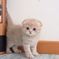 Scottish straight et fold #2