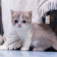 Scottish straight et fold #4