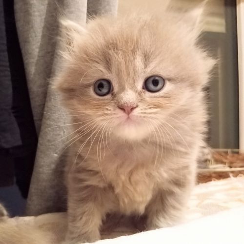 Highland straight et fold #3