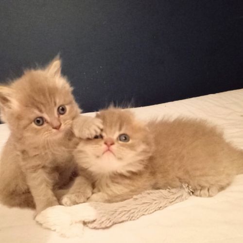 Highland straight et fold #5