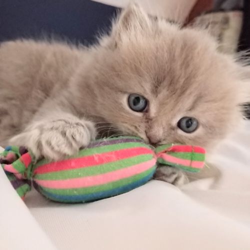 Highland straight et fold