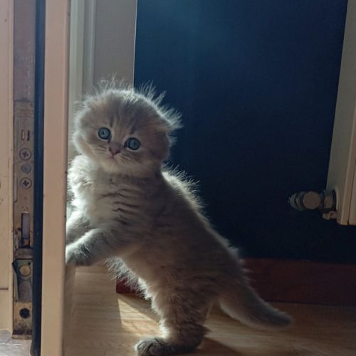 Highland straight et fold #7