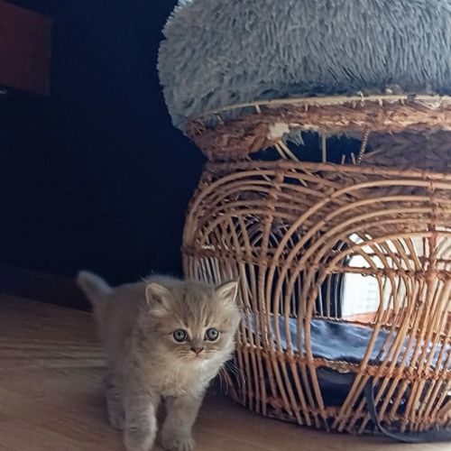 Highland straight et fold #8