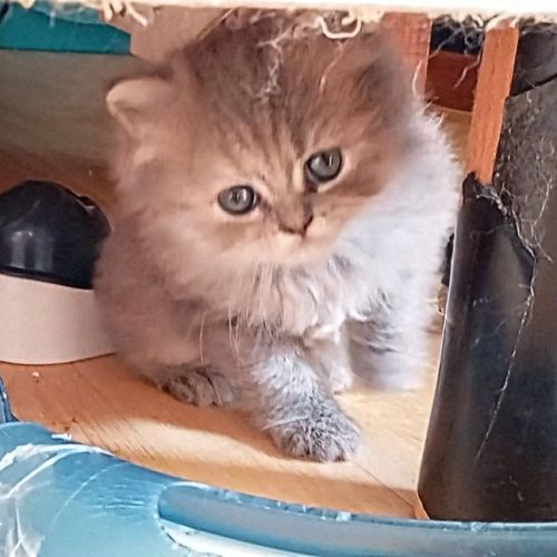 Highland straight et fold #9