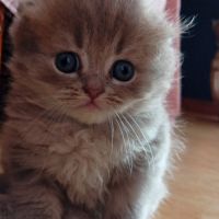 Highland straight et fold #1