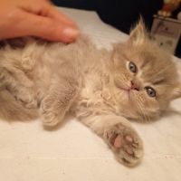 Highland straight et fold #2