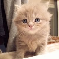 Highland straight et fold #3