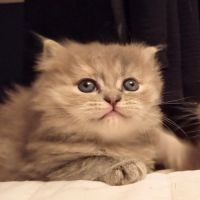 Highland straight et fold #4