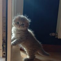 Highland straight et fold #7