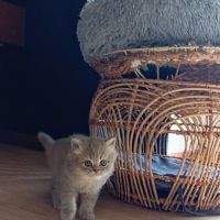 Highland straight et fold #8