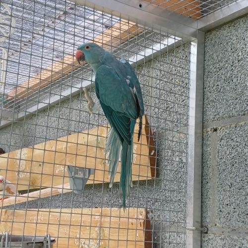 Jeune femelle perruche à collier bleue #2