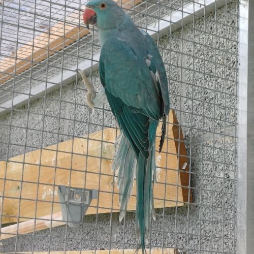 Jeune femelle perruche à collier bleue #0