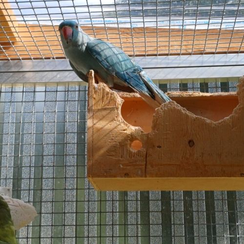 Jeune femelle perruche à collier bleue #4