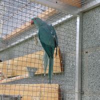 Jeune femelle perruche à collier bleue #2