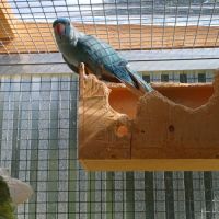 Jeune femelle perruche à collier bleue #4