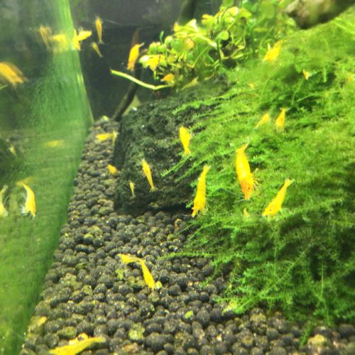 Crevettes yellow fire