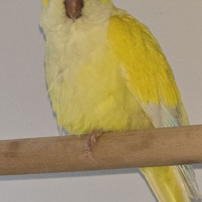 Conure souris #2
