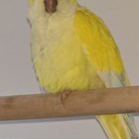 Conure souris #2