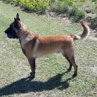 Berger belge malinois de 9 ans
