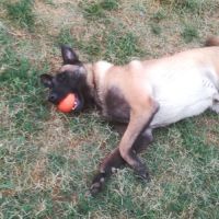 Berger belge malinois de 9 ans #2