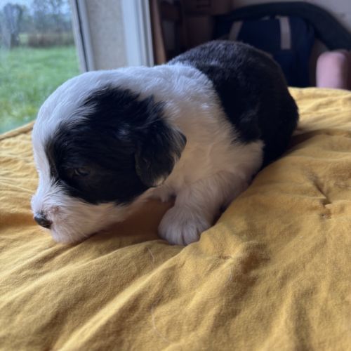 Chiot bobtail à vendre inscrit au lof #1