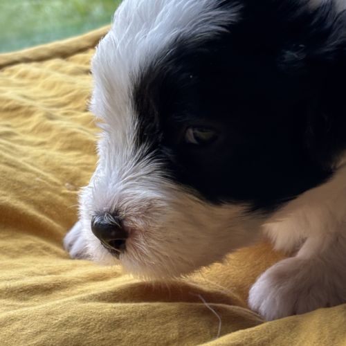 Chiot bobtail à vendre inscrit au lof