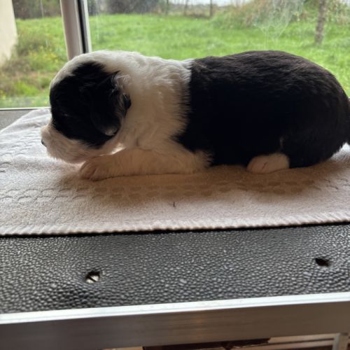 Chiot bobtail à vendre inscrit au lof #3