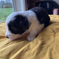 Chiot bobtail à vendre inscrit au lof #1