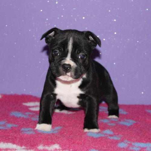 Magnifique m/f staffie lof disponible #2