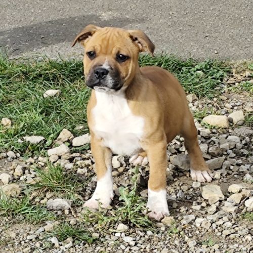Magnifique m/f staffie lof disponible #3