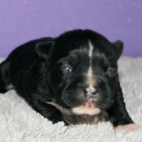 Magnifique staffie lof disponible #2
