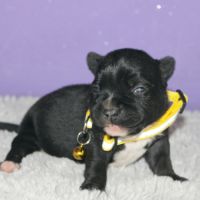Magnifique staffie lof disponible #3