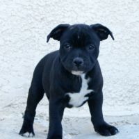 Magnifique staffie lof disponible