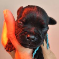 Magnifique staffie lof disponible #6