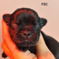 Magnifique staffie lof disponible #7