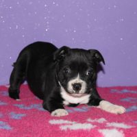 Magnifique m/f staffie lof disponible #0