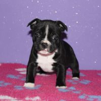 Magnifique m/f staffie lof disponible #2