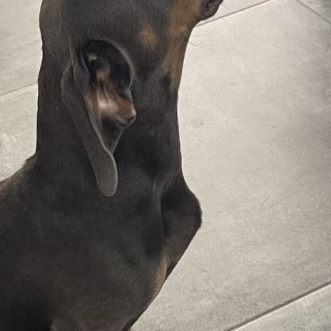 Saillie male teckel bleu